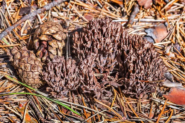 Inedible Mushroom Thelephora Palmate Lat Thelephora Palmata Berdsk Novosibirsk Oblast — Stock Photo, Image