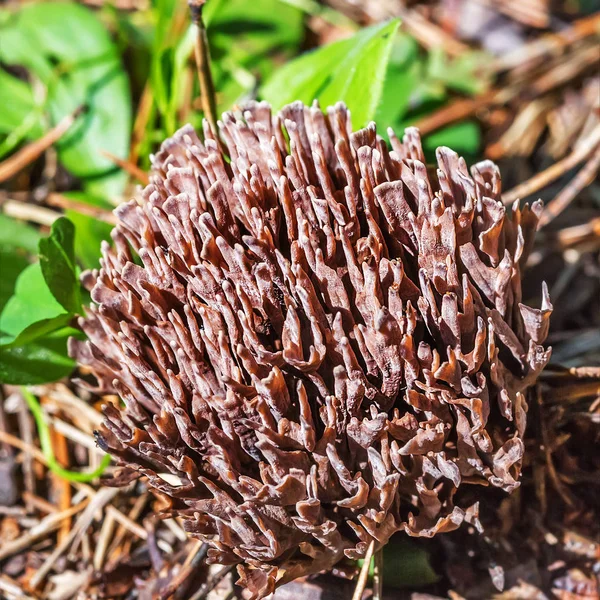 Inedible Mushroom Thelephora Palmate Lat Thelephora Palmata Berdsk Novosibirsk Oblast — Stock Photo, Image