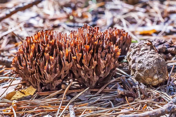 Inedible mushroom Thelephora palmate ( lat. Thelephora palmata ) — Stock Photo, Image