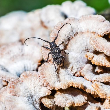Deltapatents Longhorn böceği (lat. Mesosa myops) Mantar Derelictio sıradan (lat. Schizophyllum Tem beetle. )