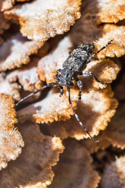 Deltapatents Longhorn böceği (lat. Mesosa myops) Mantar Derelictio sıradan (lat. Schizophyllum Tem beetle. )