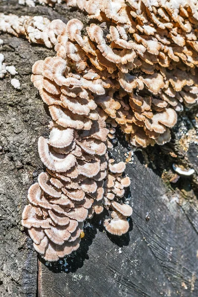 Inedible Mushroom Melanistic Ordinary Lat Schizophyllum Commune Has Medicinal Properties — Stock Photo, Image