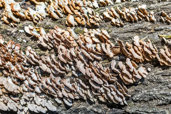 Inedible Mushroom Melanistic Ordinary Lat Schizophyllum Commune Has Medicinal Properties — Stock Photo, Image