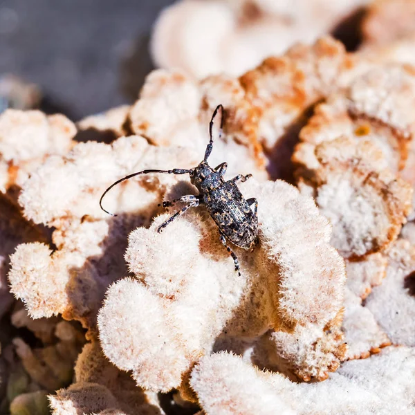 Deltapatents Longhorn böceği (lat. Mesosa myops) Mantar Derelictio sıradan (lat. Schizophyllum Tem beetle. )