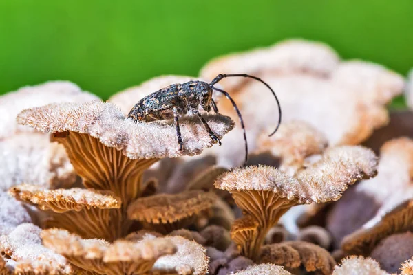 Deltapatents Beetle Longhorn Beetle Lat Mesosa Myops Mushroom Derelictio Ordinary — Stock Photo, Image