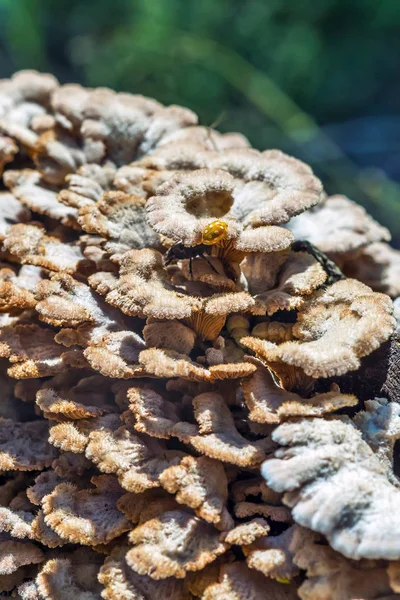 Ungenießbarer Pilz Melanistisch Gewöhnlich Lat Schizophyllum Commune Hat Medizinische Eigenschaften — Stockfoto