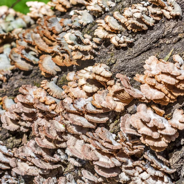 Ungenießbarer Pilz Melanistisch Gewöhnlich Lat Schizophyllum Commune Hat Medizinische Eigenschaften — Stockfoto