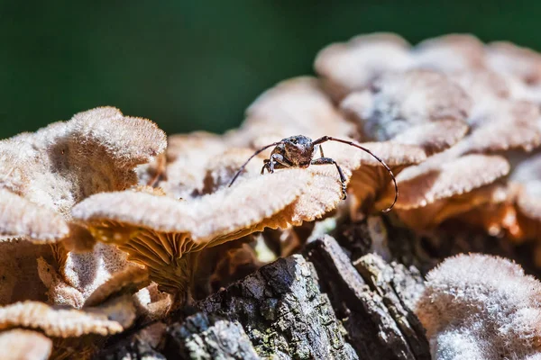 Deltapatents Beetle Longhorn Beetle Lat Mesosa Myops Mushroom Derelictio Ordinary — Stock Photo, Image