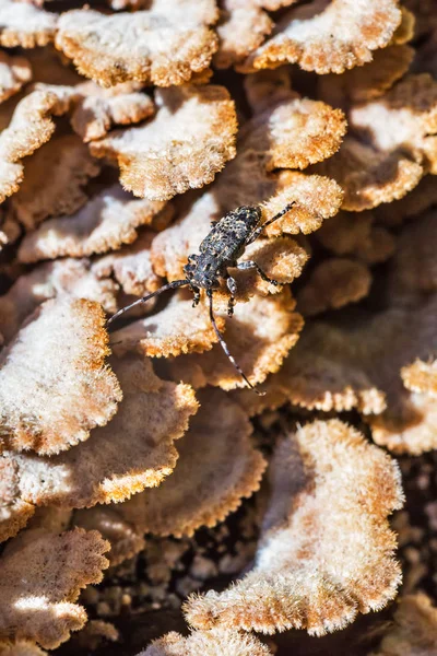 Deltapatents キノコ Derelictio 緯度スエヒロタケ通 のカミキリムシ科甲虫 Mesosa Myops をカブトムシします Berdsk ノヴォシビルスク州 — ストック写真