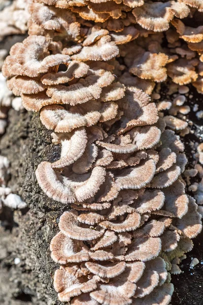 Ungenießbarer Pilz Melanistisch Gewöhnlich Lat Schizophyllum Commune Hat Medizinische Eigenschaften — Stockfoto