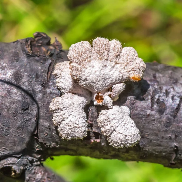 Ungenießbarer Pilz Melanistisch Gewöhnlich Lat Schizophyllum Commune Hat Medizinische Eigenschaften — Stockfoto
