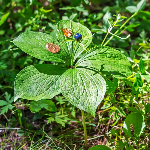 Poisonous plant Raven\'s eye four-leaf (lat. (Paris quadrifolia) family Melentieva (Melanthiaceae). Close-up of a plant with fruit
