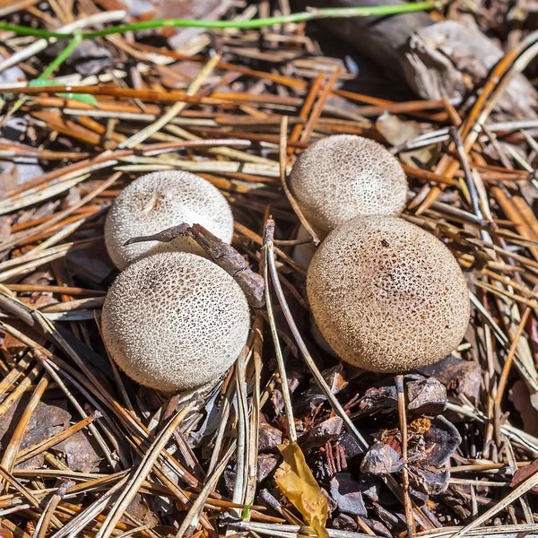 Inedible Mushroom Smelly Raincoat Lycoperdon Foetidum Berdsk Novosibirsk Oblast Siberia — Stock Photo, Image