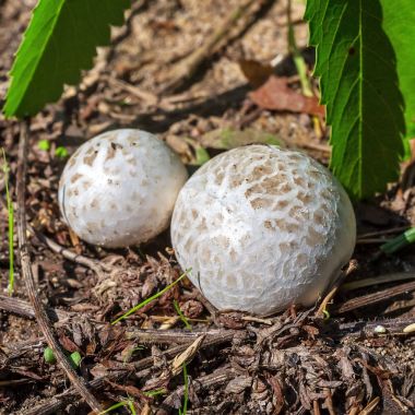 Yenilebilir mantar Porhovka kurşun-gri (Bovista plumbea). Berdsk, Novosibirsk Oblastı, Sibirya, Rusya, Ağustos
