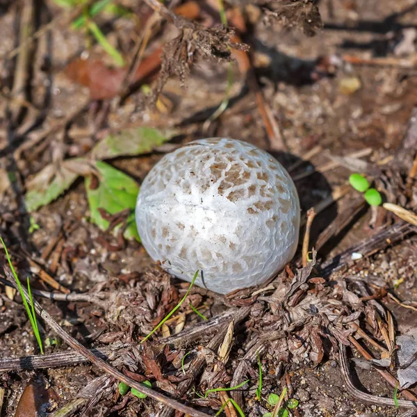 Edible Mushroom Porhovka Lead Grey Bovista Plumbea Berdsk Novosibirsk Oblast — Stock Photo, Image