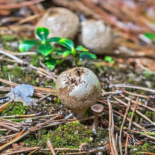 Edible Mushroom Puffball Spiny Latin Lycoperdon Perlatum Ripening Spores Berdsk — Stock Photo, Image