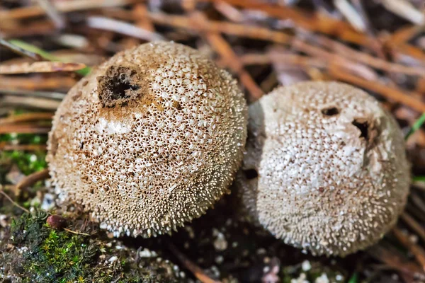 Jedlá houba pýchavka bodlinatá (latinsky. Lycoperdon perlatum) — Stock fotografie