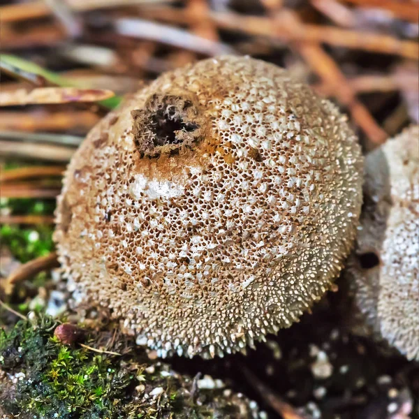 Edible Mushroom Puffball Spiny Latin Lycoperdon Perlatum Ripening Spores Berdsk — Stock Photo, Image