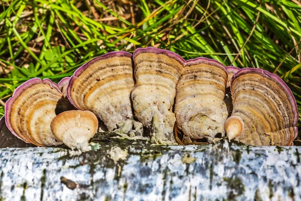 食べられないキノコまたは色のある多孔菌カワラタケ癜風 緯度カワラタケ バーチの腐った木の上 Berdsk ノヴォシビルスク州 シベリア ロシア — ストック写真