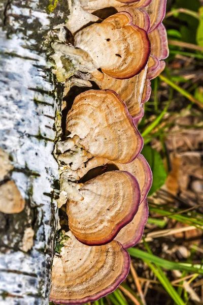 食べられないキノコまたは色のある多孔菌カワラタケ癜風 緯度カワラタケ バーチの腐った木の上 Berdsk ノヴォシビルスク州 シベリア ロシア — ストック写真