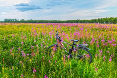 Novosibirsk Oblastı, Sibirya, Rusya Federasyonu - 10 Temmuz 2017: vahşi bir çayırda çiçekler arasında bir bisiklet
