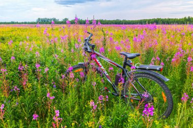 Kır çiçekleri arasında orman çim bisikleti