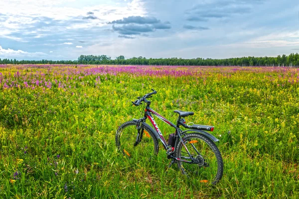 Novosibirsk Oblastı, Sibirya, Rusya Federasyonu - 10 Temmuz 2017: vahşi bir çayırda çiçekler arasında bir bisiklet