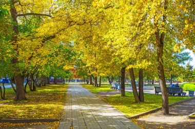 Şehir, Novosibirsk, Sibirya, Rusya Federasyonu - 17 Eylül 2017: sokak sonbahar ile ağaçları Novosibirsk Devlet Akademik Opera ve Bale Tiyatrosu parkta