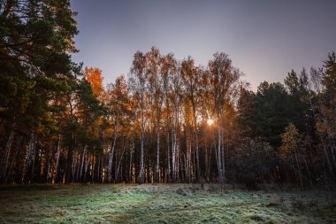 Sonbahar ormandaki gündoğumu. Sibirya, Rusya Federasyonu