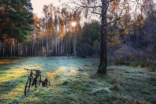 Bicicleta em uma clareira florestal. Sibéria, Rússia — Fotografia de Stock