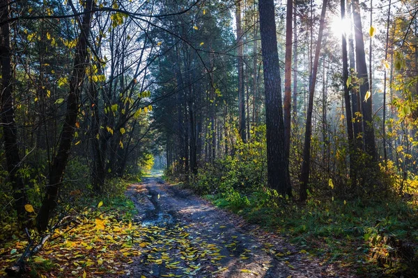 Nascer do sol na floresta de outono. Sibéria, Rússia — Fotografia de Stock