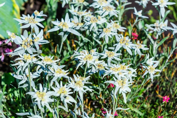 Edelweiss Alp Veya Leontopodium Latince Leontopodium Çiçekli Ağaç — Stok fotoğraf