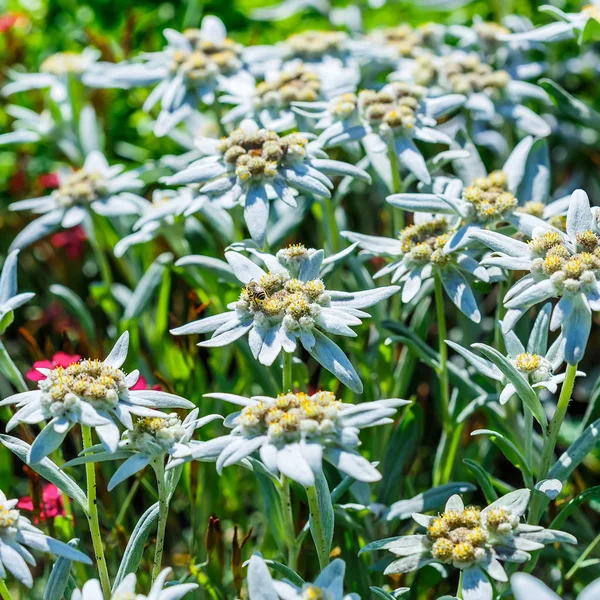 Edelweiss Alp veya Leontopodium (Latince Leontopodium). Çiçekli ağaç