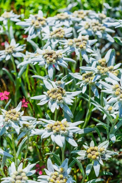 Edelweiss Alpine Leontopodium Lat Leontopodium Flowering Tree — Stock Photo, Image