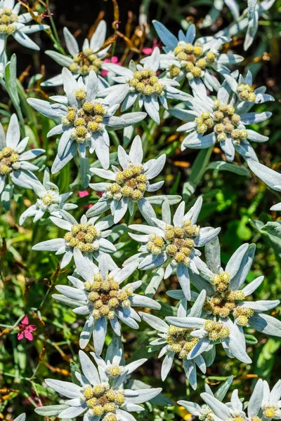 Edelweiss Alpine Leontopodium Lat Leontopodium Flowering Tree — Stock Photo, Image