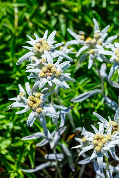 Edelweiss Alp Veya Leontopodium Latince Leontopodium Çiçekli Ağaç — Stok fotoğraf