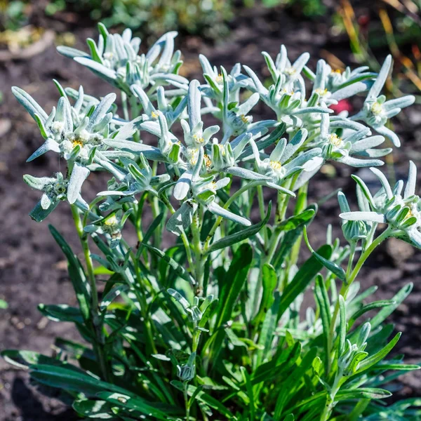 Edelweiss Alpine Nebo Leontopodium Lat Leontopodium Kvetoucí Strom — Stock fotografie