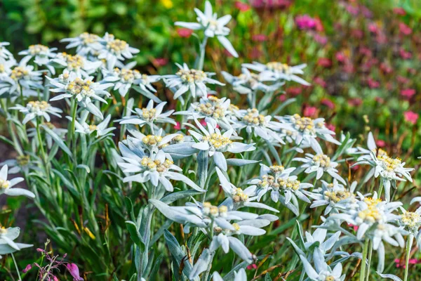 Edelweiss Alp Veya Leontopodium Latince Leontopodium Çiçekli Ağaç — Stok fotoğraf