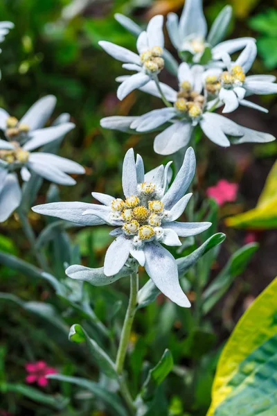 Edelweiss Alpine Leontopodium Lat Leontopodium Flowering Tree — Stock Photo, Image