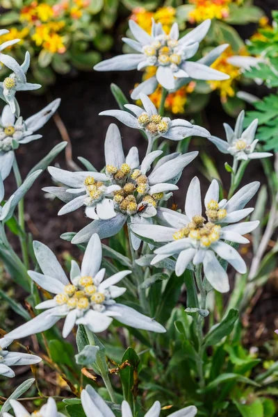 Edelweiss Alpine Leontopodium Lat Leontopodium Flowering Tree — Stock Photo, Image