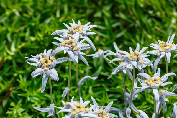 Edelweiss Alpine veya Leontopodium (lat. Leontopodyum ) — Stok fotoğraf