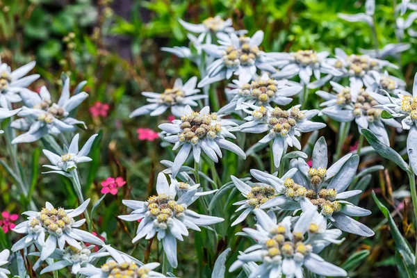 Edelweiss Alp Veya Leontopodium Latince Leontopodium Çiçekli Ağaç — Stok fotoğraf