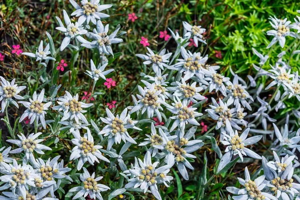 Edelweiss Alpine Leontopodium Lat Leontopodium Árvore Floração — Fotografia de Stock