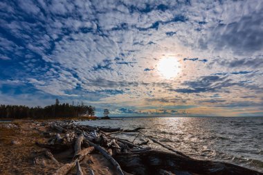Eski ağaçlar Ob Novosibirsk baraj gölünün kıyısında günlüğe kaydeder. Nehir Ob, Novosibirsk Oblastı, Sibirya, Rusya Federasyonu