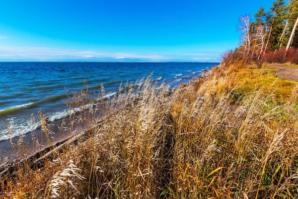 Paesaggio Autunnale Con Erbe Sul Fiume Novosibirsk Oblast Siberia Russia — Foto Stock