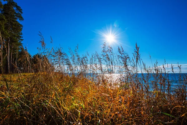 Herbstlandschaft Mit Gräsern Fluss Nowosibirsk Sibirien Russland — Stockfoto