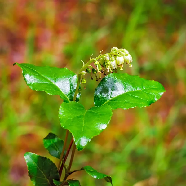 Plant One Sided Lat Orthilia Secunda Plant Flowering Close — Stock Photo, Image