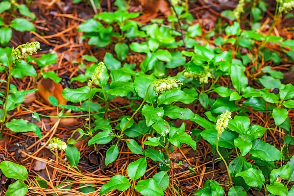 Plant One Sided Lat Orthilia Secunda Plant Flowering — Stock Photo, Image