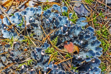 Peltigera (lat. Peltigera) lichen. Sibirya doğal koşullarda liken