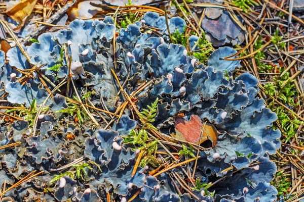 Lichen Peltigera Lat Peltigera Lichen Natural Conditions Siberia — Stock Photo, Image